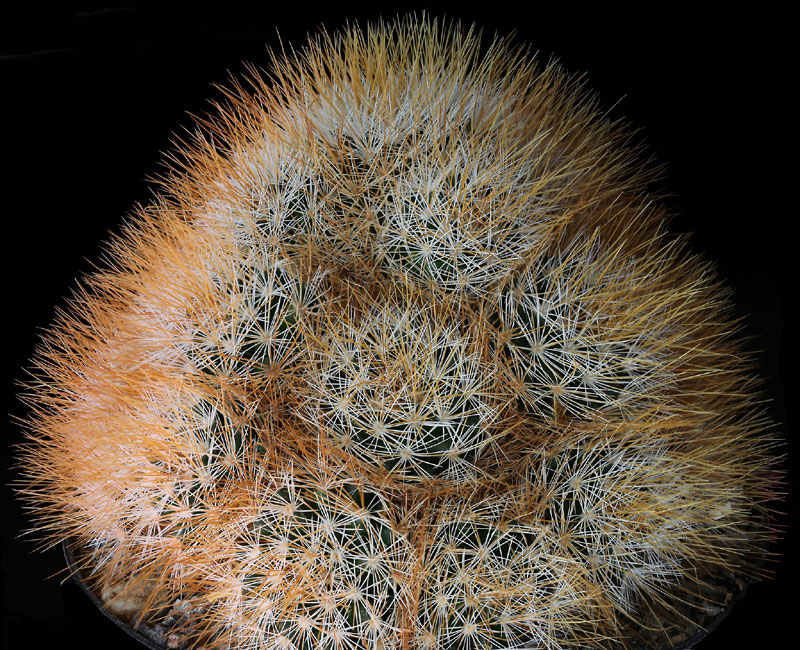 Mammillaria multihamata